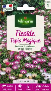 Ficoïde Tapis Magique